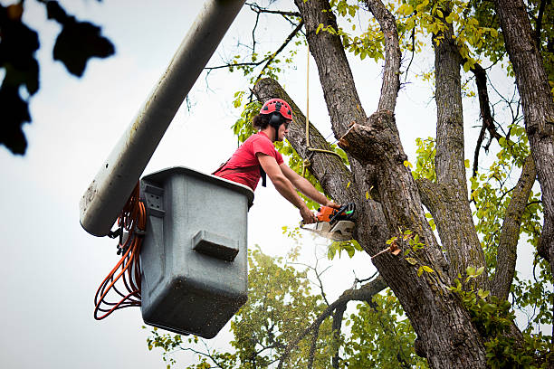 Reliable Batesburg Leesville, SC Tree Removal and Landscaping Services Solutions